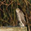 Eurasian Sparrowhawk